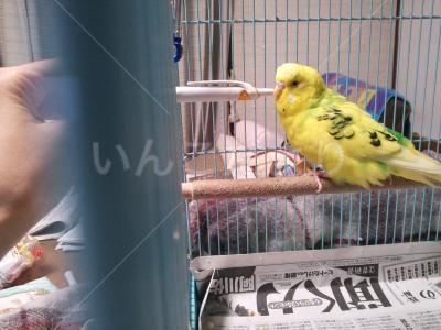 迷い鳥の写真