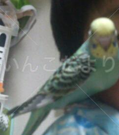 迷い鳥の写真