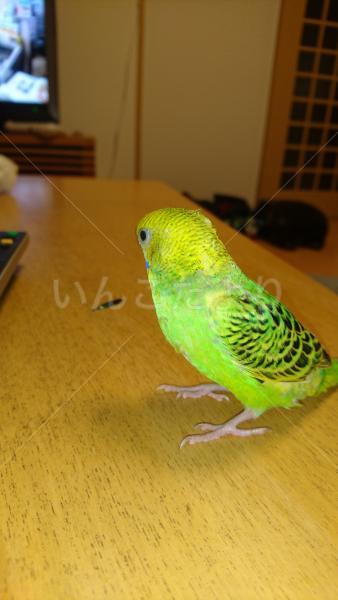 迷い鳥の写真