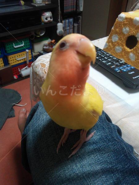 迷い鳥の写真