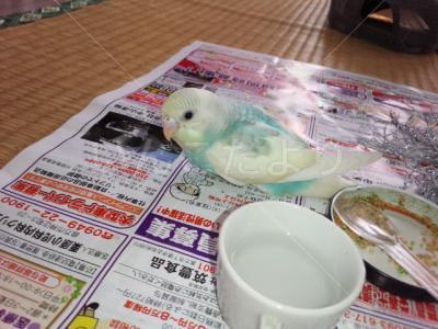 迷い鳥の写真