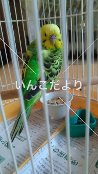 保護鳥の写真