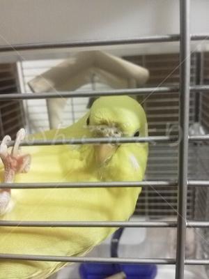 迷い鳥の写真