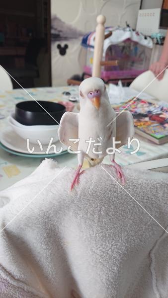 迷い鳥の写真