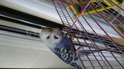 迷い鳥の写真