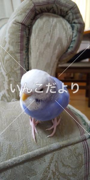 迷い鳥の写真