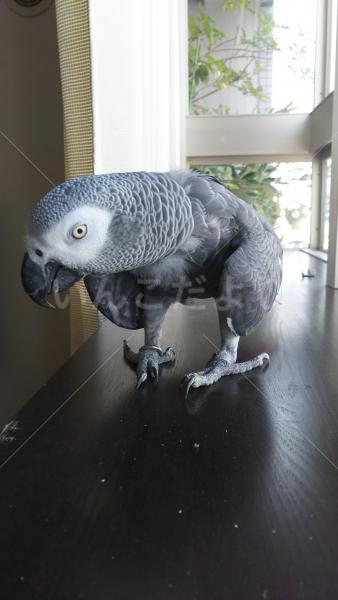 迷い鳥の写真