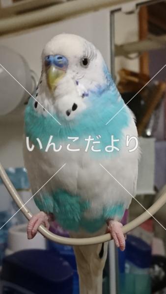 迷い鳥の写真