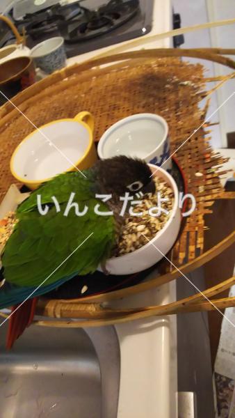 迷い鳥の写真