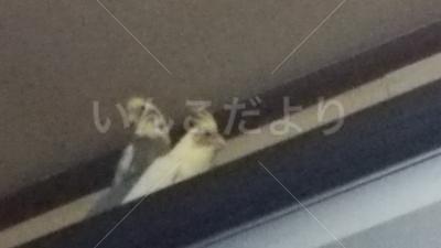 迷い鳥の写真