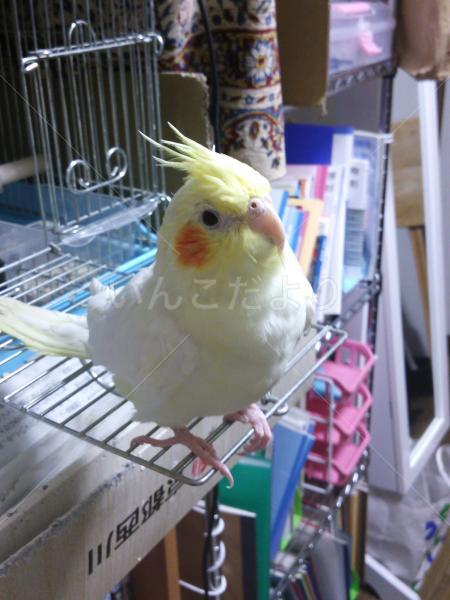 迷い鳥の写真