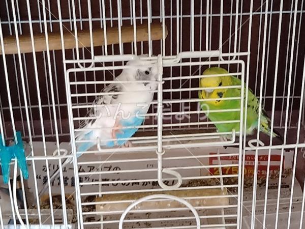 迷い鳥の写真