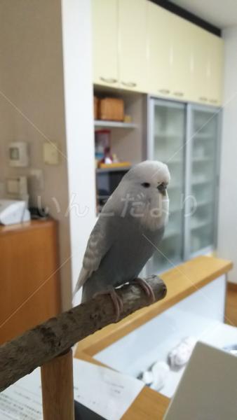 迷い鳥の写真