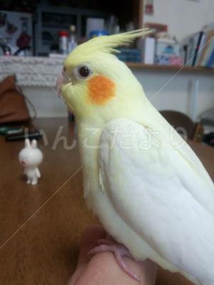 迷い鳥の写真