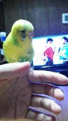 迷い鳥の写真