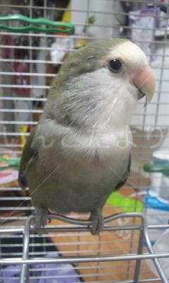 迷い鳥の写真