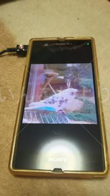 迷い鳥の写真