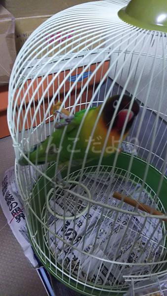 保護鳥の写真