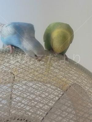 迷い鳥の写真