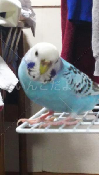 迷い鳥の写真