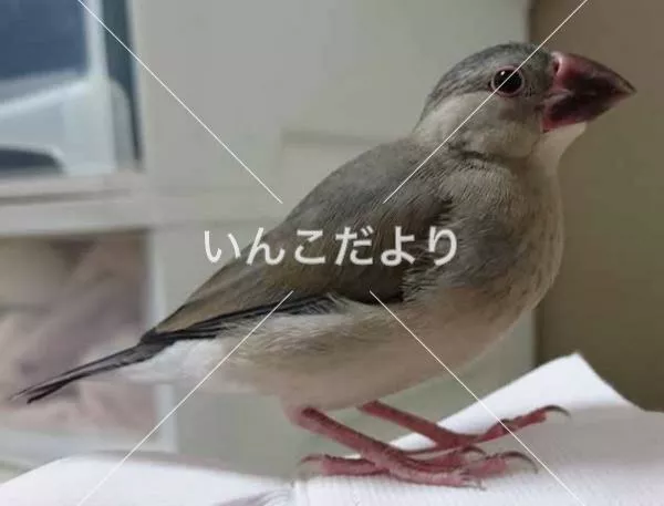 保護鳥の写真