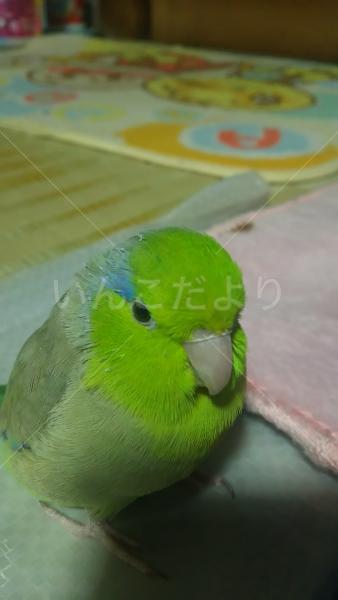迷い鳥の写真