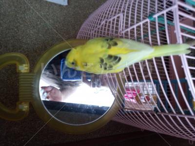 迷い鳥の写真