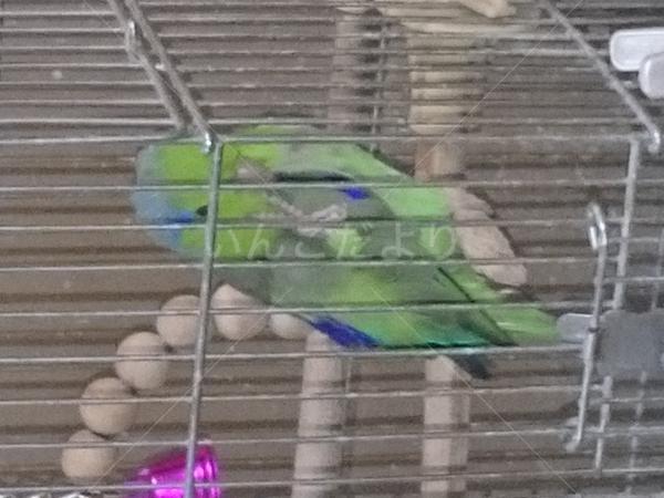 迷い鳥の写真