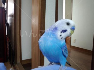 迷い鳥の写真