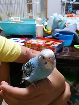 迷い鳥の写真