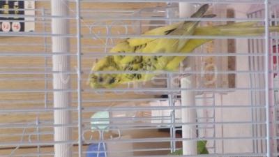 保護鳥の写真
