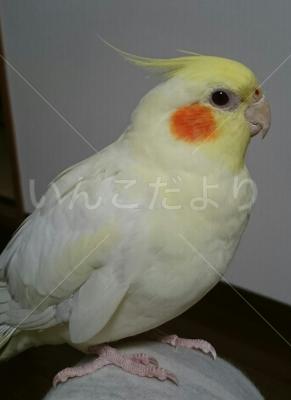 保護鳥の写真