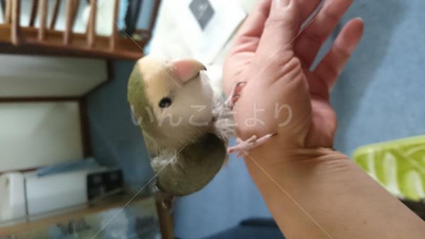 迷い鳥の写真