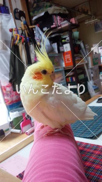迷い鳥の写真
