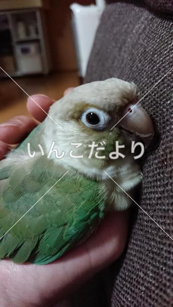 迷い鳥の写真