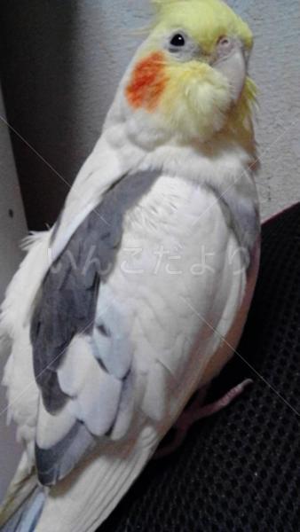 迷い鳥の写真