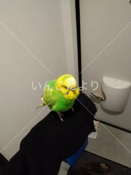 保護鳥の写真