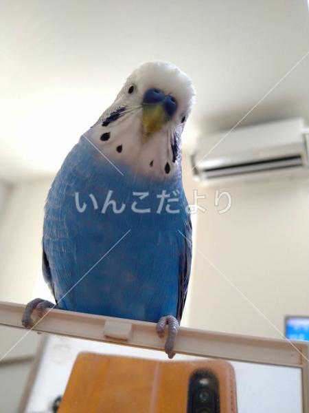 迷い鳥の写真