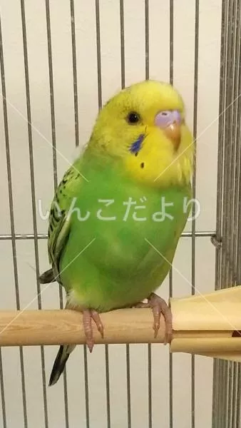 保護鳥の写真