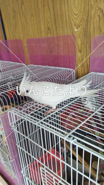 迷い鳥の写真