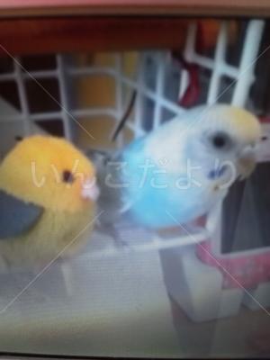 迷い鳥の写真