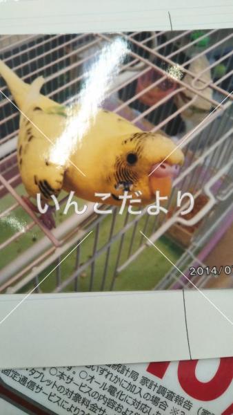 迷い鳥の写真