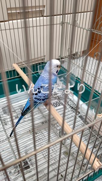 保護鳥の写真