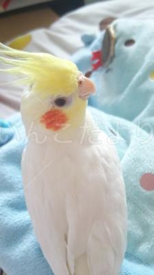 迷い鳥の写真