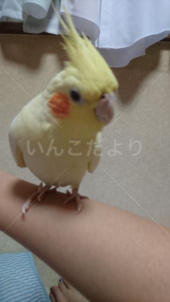 迷い鳥の写真