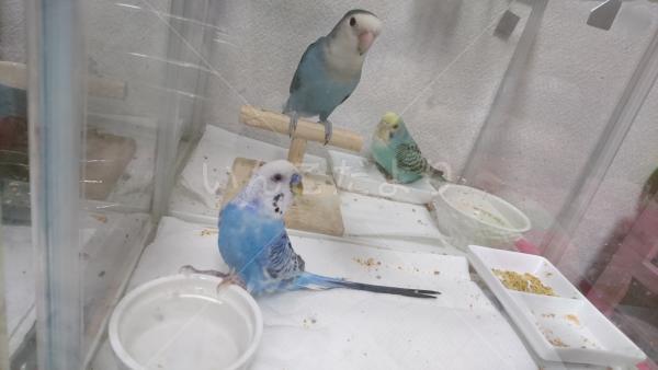 保護鳥の写真