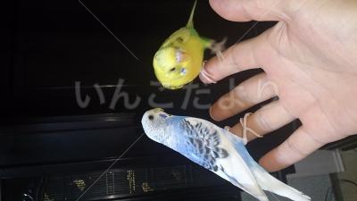 迷い鳥の写真
