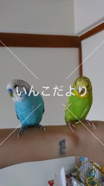 迷い鳥の写真