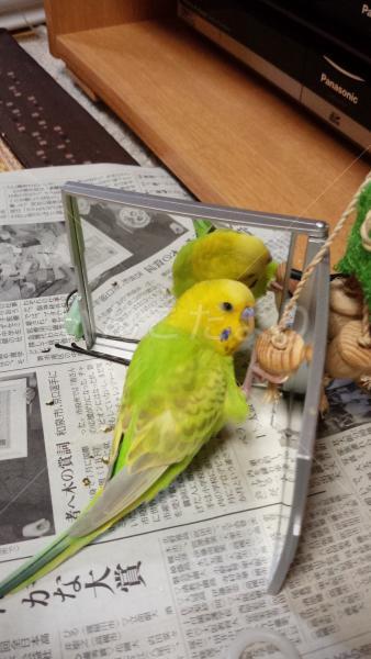 迷い鳥の写真