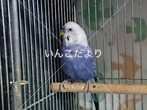 保護鳥の写真
